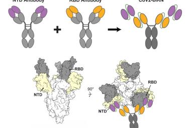 New antibodies show potential to neutralize virus that causes COVID-19