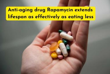 Anti-aging drug Rapamycin extends lifespan as effectively as eating less