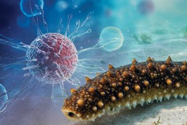 Sea Cucumbers Could Hold Key to Stopping Cancer Spread