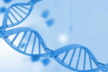 University of Barcelona team identifies DNA regions and key genes that activate liver regeneration