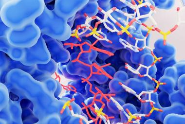 UTA researchers uncover role of IDO1 enzyme in Cholesterol Dysregulation during inflammation