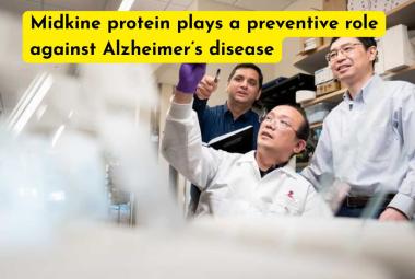 Midkine protein plays a preventive role against Alzheimer’s disease