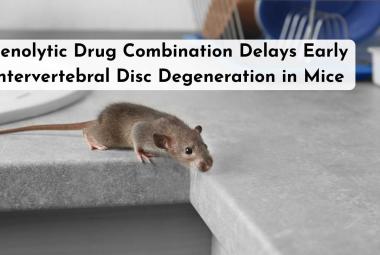 Senolytic Drug Combination Delays Early Intervertebral Disc Degeneration in Mice