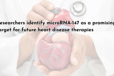 Researchers identify microRNA-147 as a promising target for future heart disease therapies