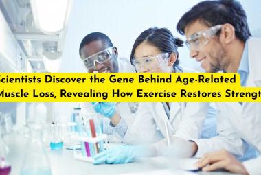 Scientists Discover the Gene Behind Age-Related Muscle Loss, Revealing How Exercise Restores Strength