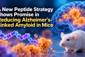 A New Peptide Strategy Shows Promise in Reducing Alzheimer’s-Linked Amyloid in Mice