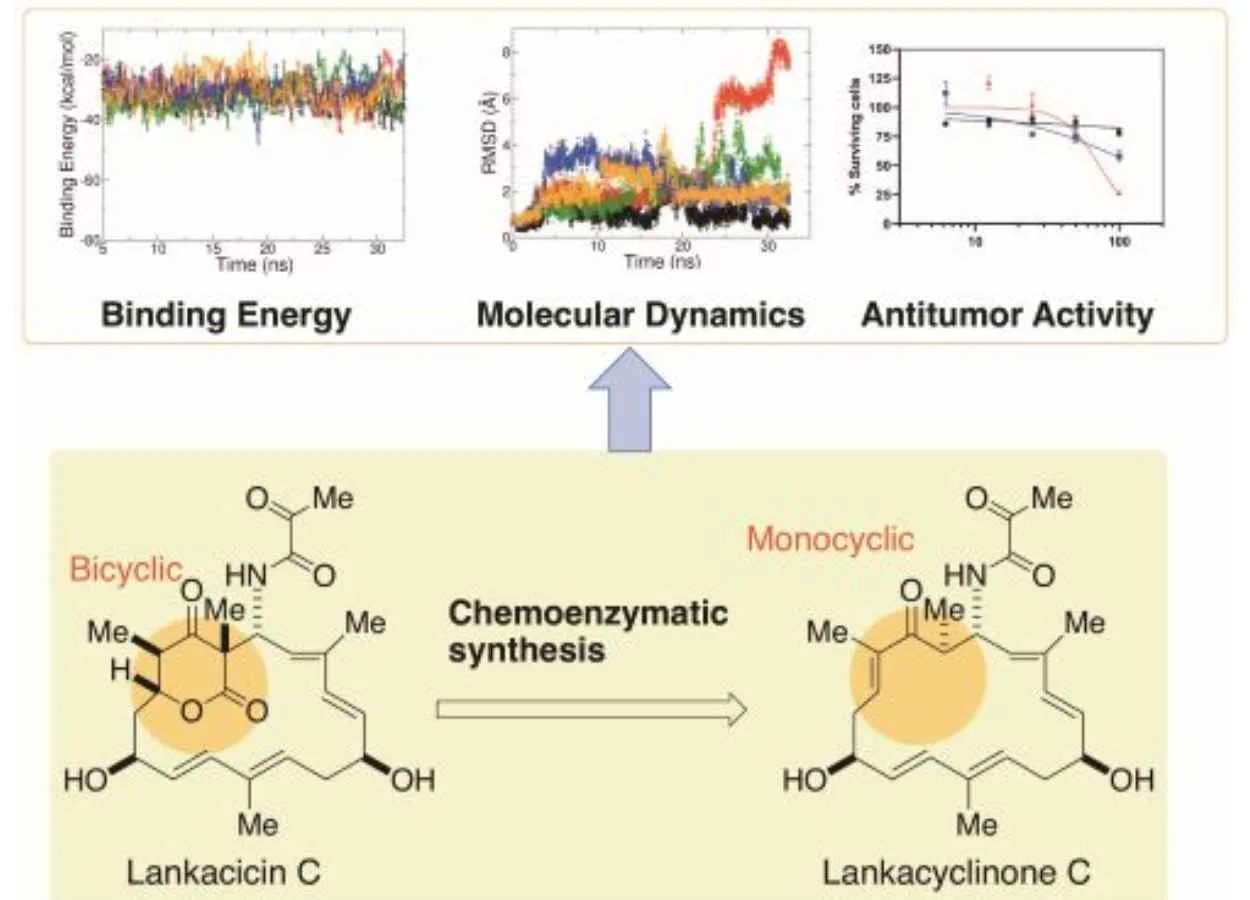 Simplified antibiotic may set the stage for antitumor treatments