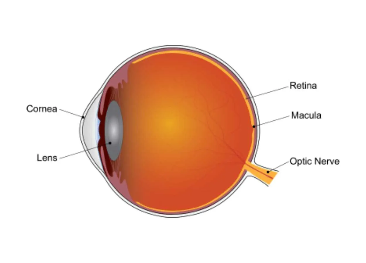 Supplements slow disease progression during late stage of dry age-related macular degeneration